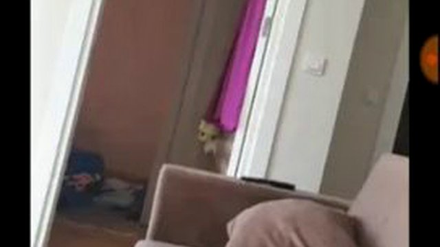 turco